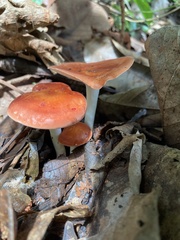 Leucopaxillus gracillimus