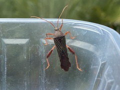 Grammopoecilus flavicornis