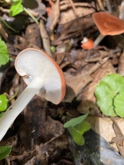 Leucopaxillus gracillimus