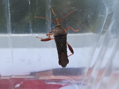 Grammopoecilus flavicornis