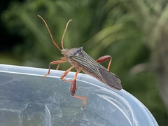 Grammopoecilus flavicornis