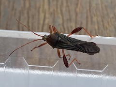 Grammopoecilus flavicornis