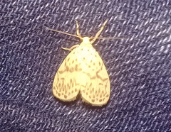 Miltochrista ashleigera