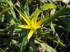 Gagea commutata