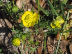 Ranunculus millefolius