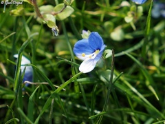 Veronica syriaca