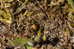 Bodiloides ictericus