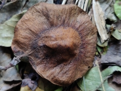 Pterocarpus marsupium