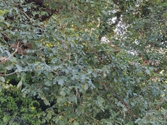 Pterocarpus marsupium