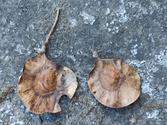 Pterocarpus marsupium