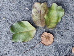 Pterocarpus marsupium