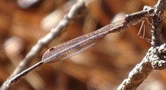 Indolestes peregrinus