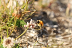 Bombus muscorum