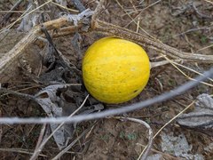 Cucurbita foetidissima