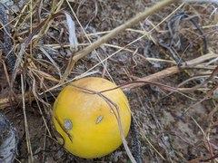 Cucurbita foetidissima