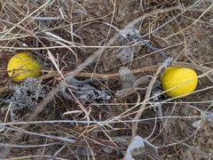 Cucurbita foetidissima