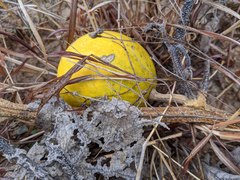 Cucurbita foetidissima