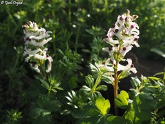 Corydalis triternata