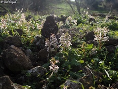 Corydalis triternata