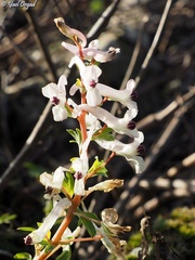 Corydalis triternata