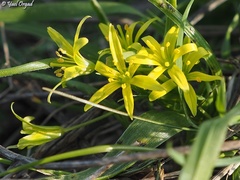 Gagea chlorantha
