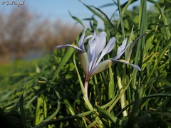 Iris histrio