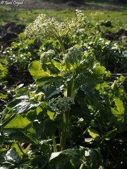 Lecokia cretica