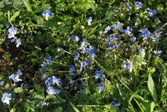 Veronica syriaca
