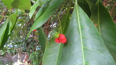 Rauvolfia