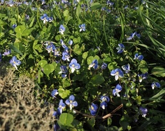 Veronica syriaca