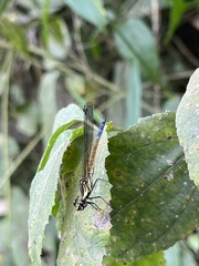 Chlorocypha curta