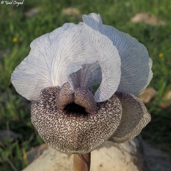 Iris hermona