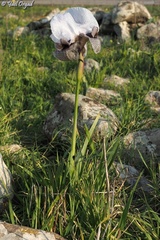 Iris hermona