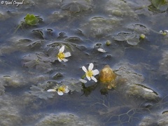 Ranunculus saniculifolius