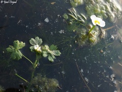 Ranunculus saniculifolius