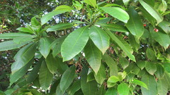 Rauvolfia