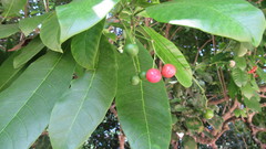 Rauvolfia