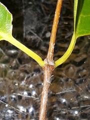 Diplorhynchus condylocarpon