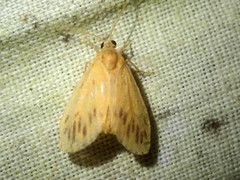 Miltochrista quadrata