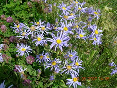 Aster amellus