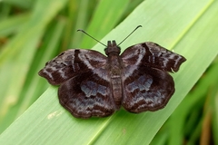 Helias phalaenoides