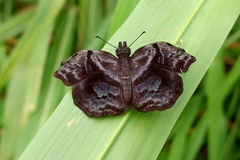 Helias phalaenoides