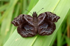 Helias phalaenoides
