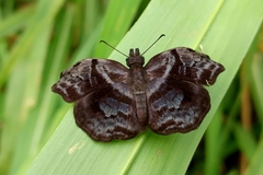 Helias phalaenoides