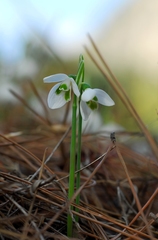 Galanthus peshmenii