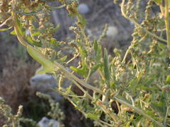 Atriplex tatarica