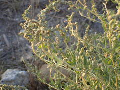 Atriplex tatarica