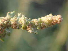Atriplex tatarica