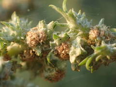Atriplex tatarica