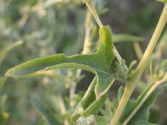 Atriplex tatarica